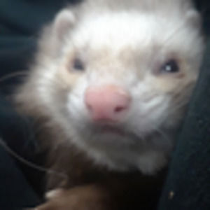 Meet your Posher, Kylie